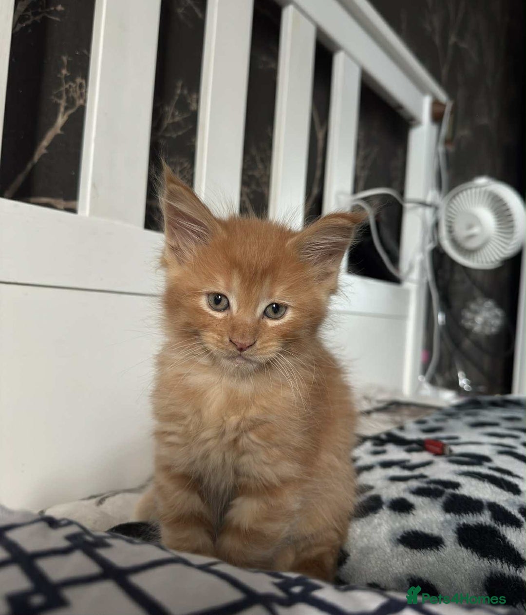 Maine Coon cats for sale: BEAUTIFUL FULL MAINE COON KITTENS AVAILABLE NOW 🐱 - Advert 17