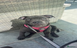 Staffordshire Bull Terrier dogs for sale: Blue Staffy - Image 2