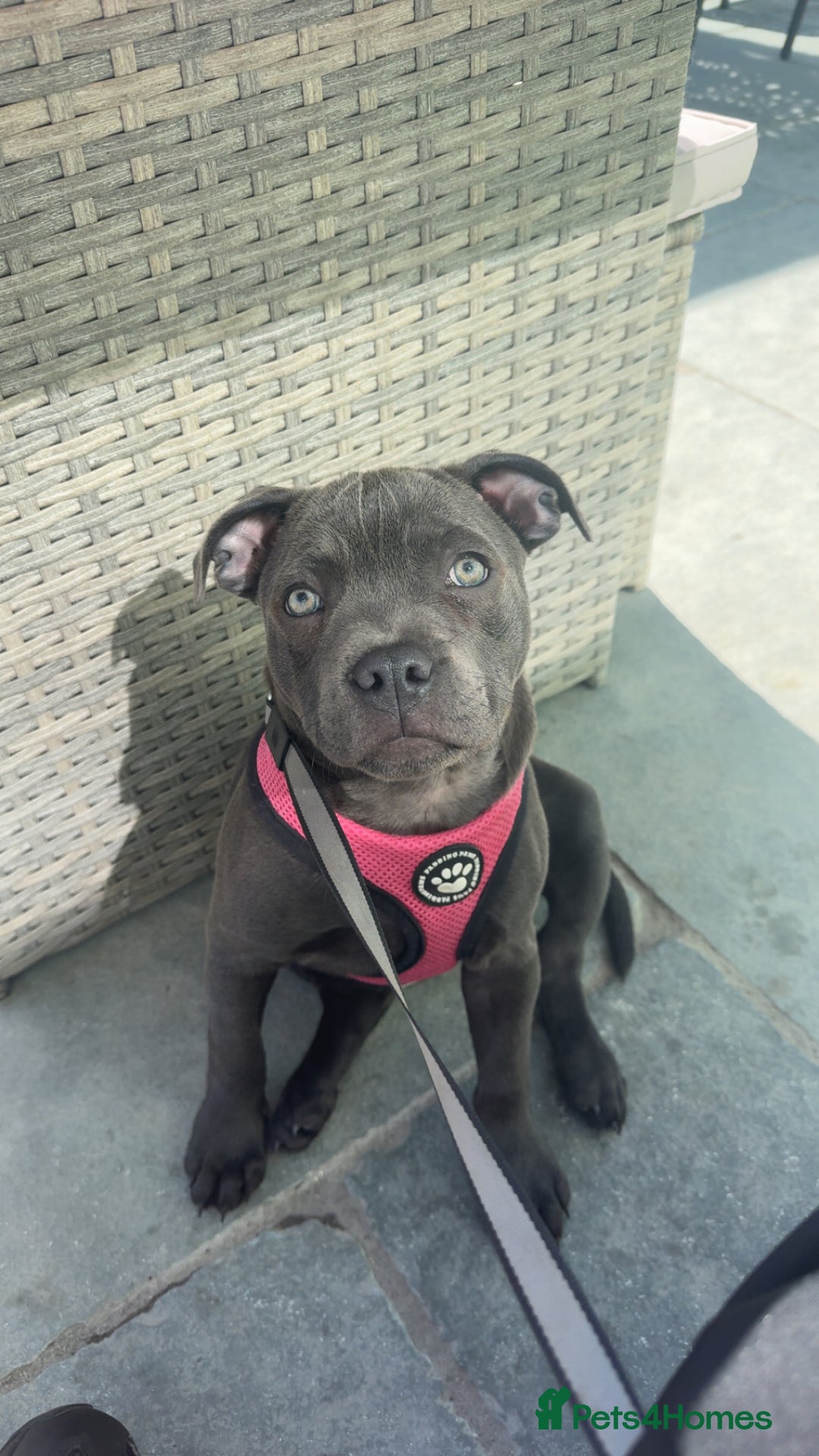Staffordshire Bull Terrier dogs for sale: Blue Staffy - Image 2