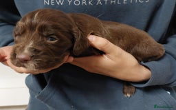Sprocker dogs for sale: Sprocker ( Springer x Cocker ) pups for sale - Image 2