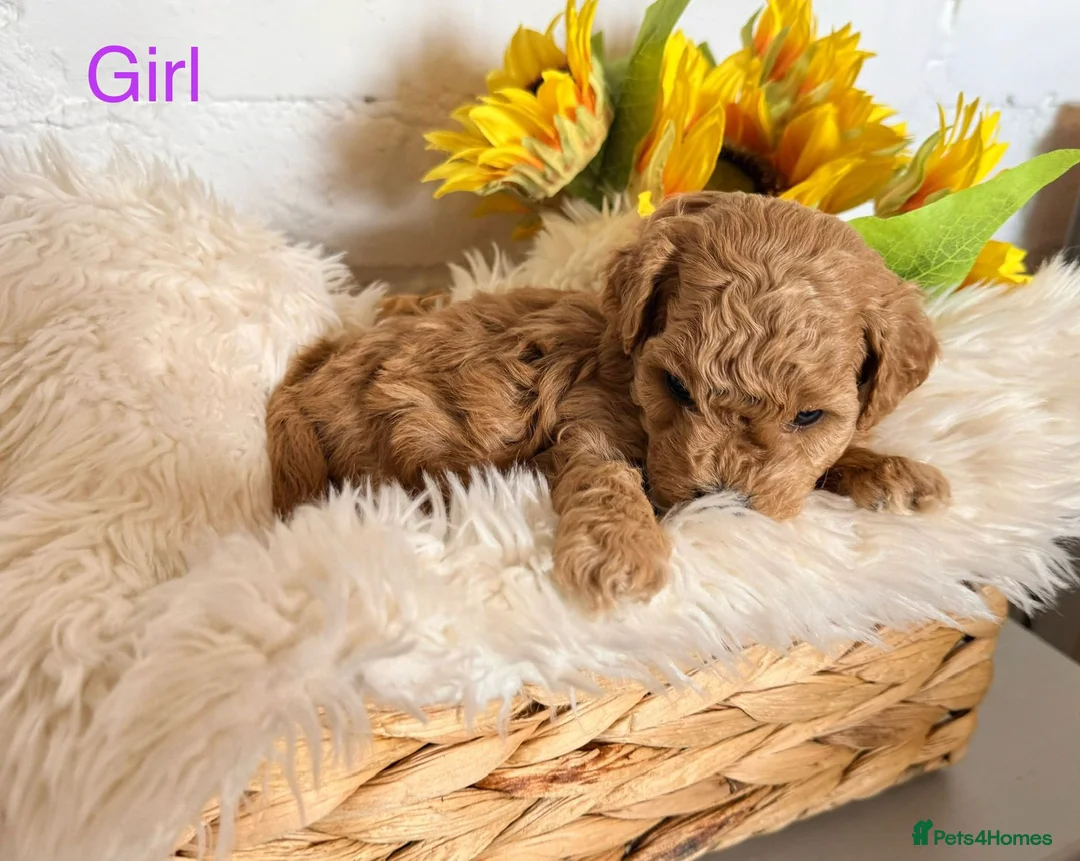 Lhasapoo dogs for sale: Lhasapoo pups (doodles) F1b  - Advert 9