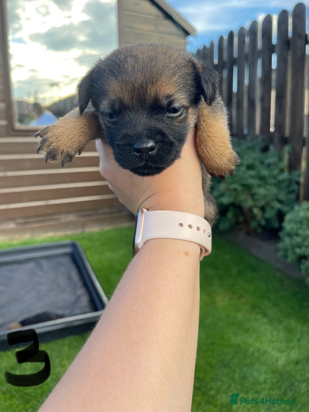 Border Terrier dogs for sale: Border Terrier Puppies  - Image 13