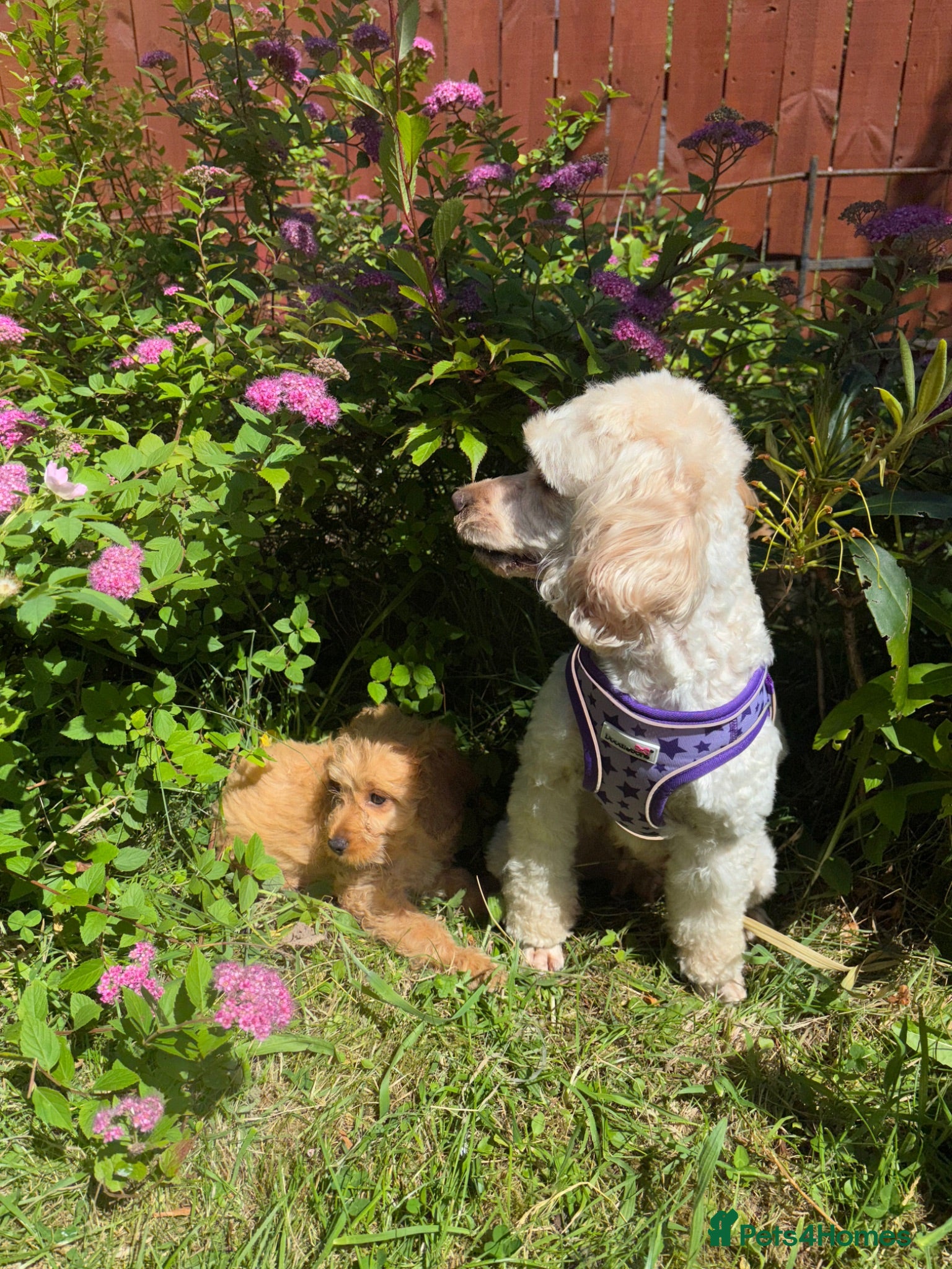 Cockapoo dogs Adorable cockapoo puppies - Advert 2