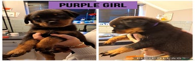 Rottweiler Puppy Purple