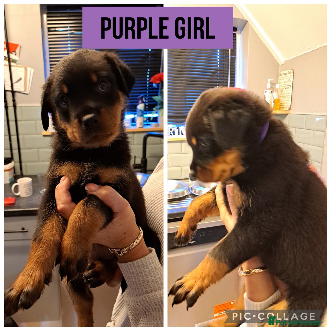 Rottweiler dogs for sale: Rottweiler pups looking for forever homes - Advert 5