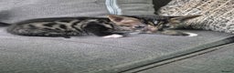 Savannah cats for sale: Female f5 savannah kitten ready to go  - Advert 11