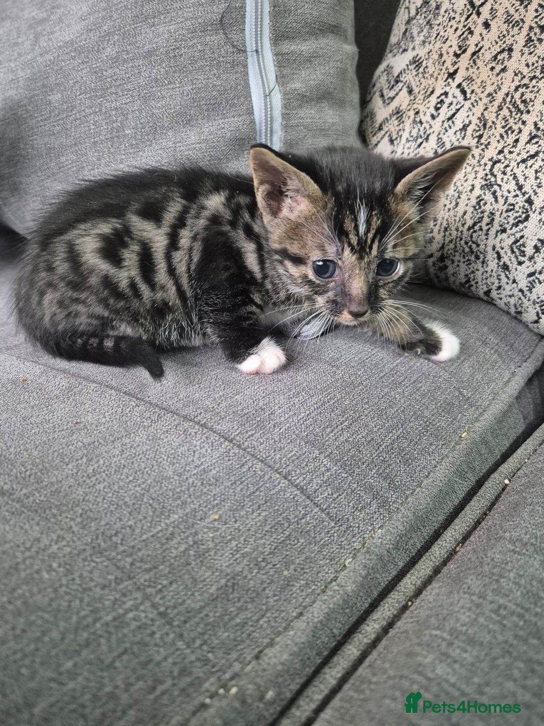 Savannah cats for sale: Savannah kittens ready to leave 24th October  - Image 29