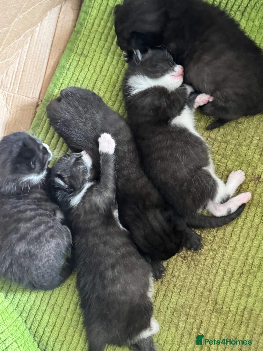 Mixed Breed cats for sale: Stunning cuddly fluffy kittens - Advert 1