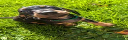 Miniature Dachshund dogs for sale: Beautiful miniature sausage pups - Advert 7