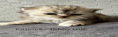 Persian 2