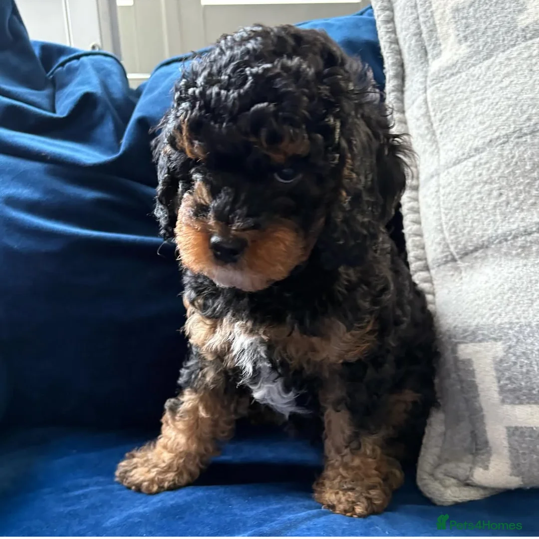 Toy Poodle dogs for stud: Stunning KC None fading Chocolate Phantom stud in Rickmansworth - Advert 30