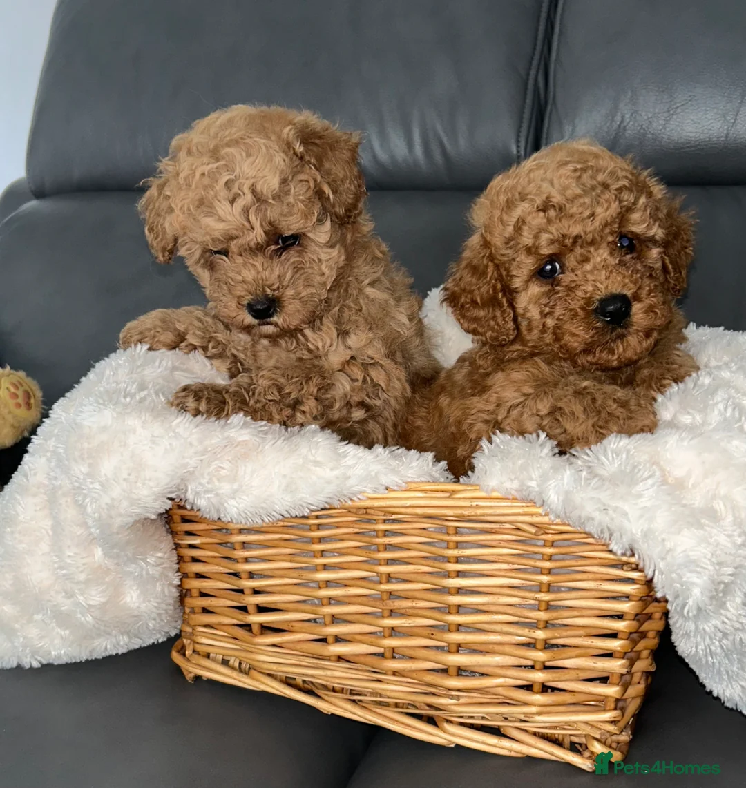 Maltipoo dogs for sale: Tiny Toy Maltipoo puppies - Advert 1
