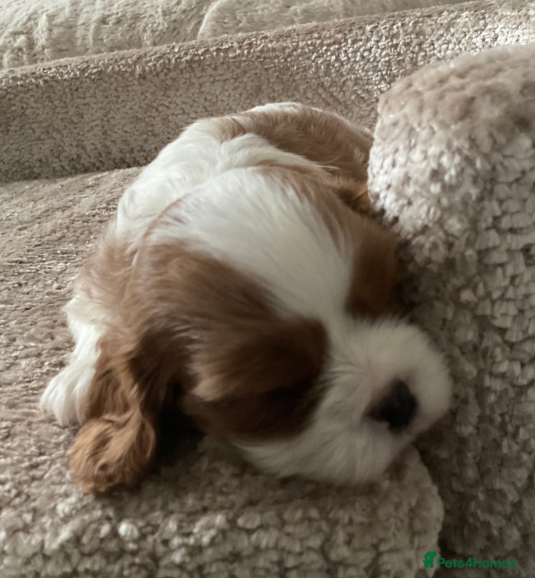 Cavalier King Charles Spaniel dogs for sale: Chocolate Kc reg cavalier King Charles - Advert 21