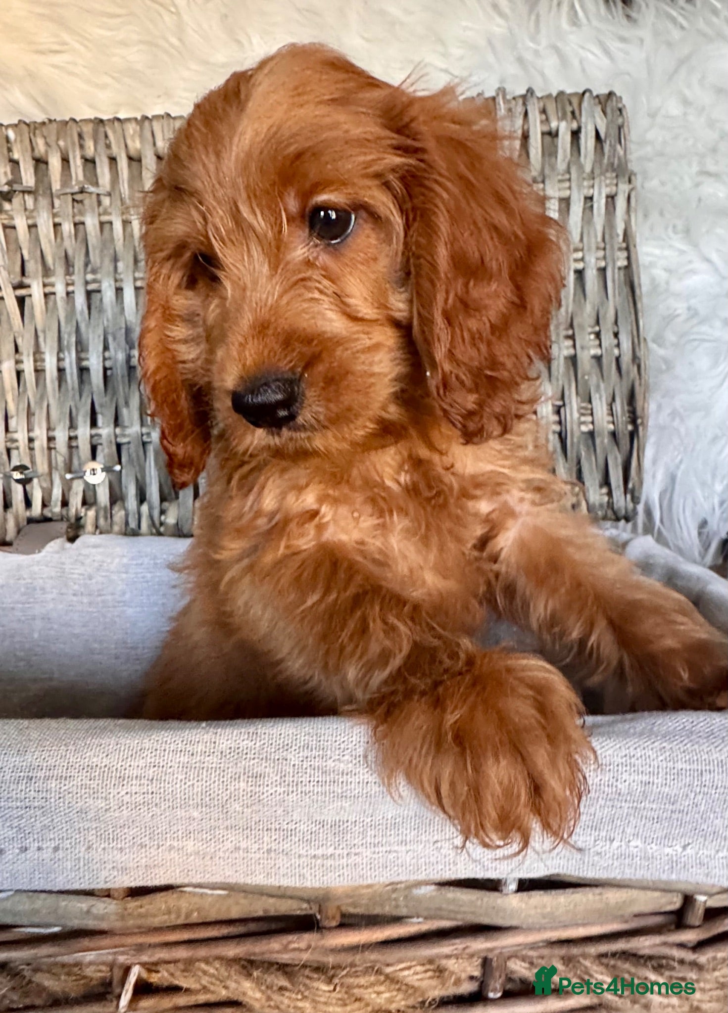 Cockapoo dogs NOW READY. 3 REMAINING HEALTH CHECKED COCKAPOOS  - Advert 1