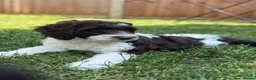 Sproodle dogs for sale: 2 Beautiful Sproodle Puppies - READY NOW - Advert 1