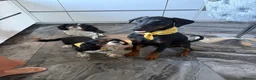 Cavalier King Charles Spaniel dogs for sale: KC Beautiful Health tested Babies - Advert 14