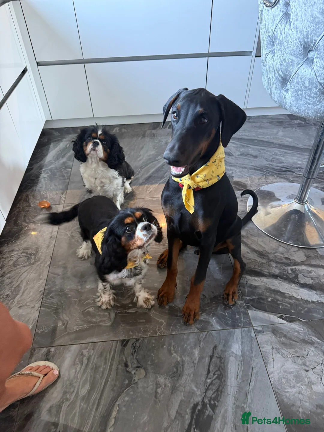 Cavalier King Charles Spaniel dogs for sale: KC Beautiful Health tested Babies - Advert 14