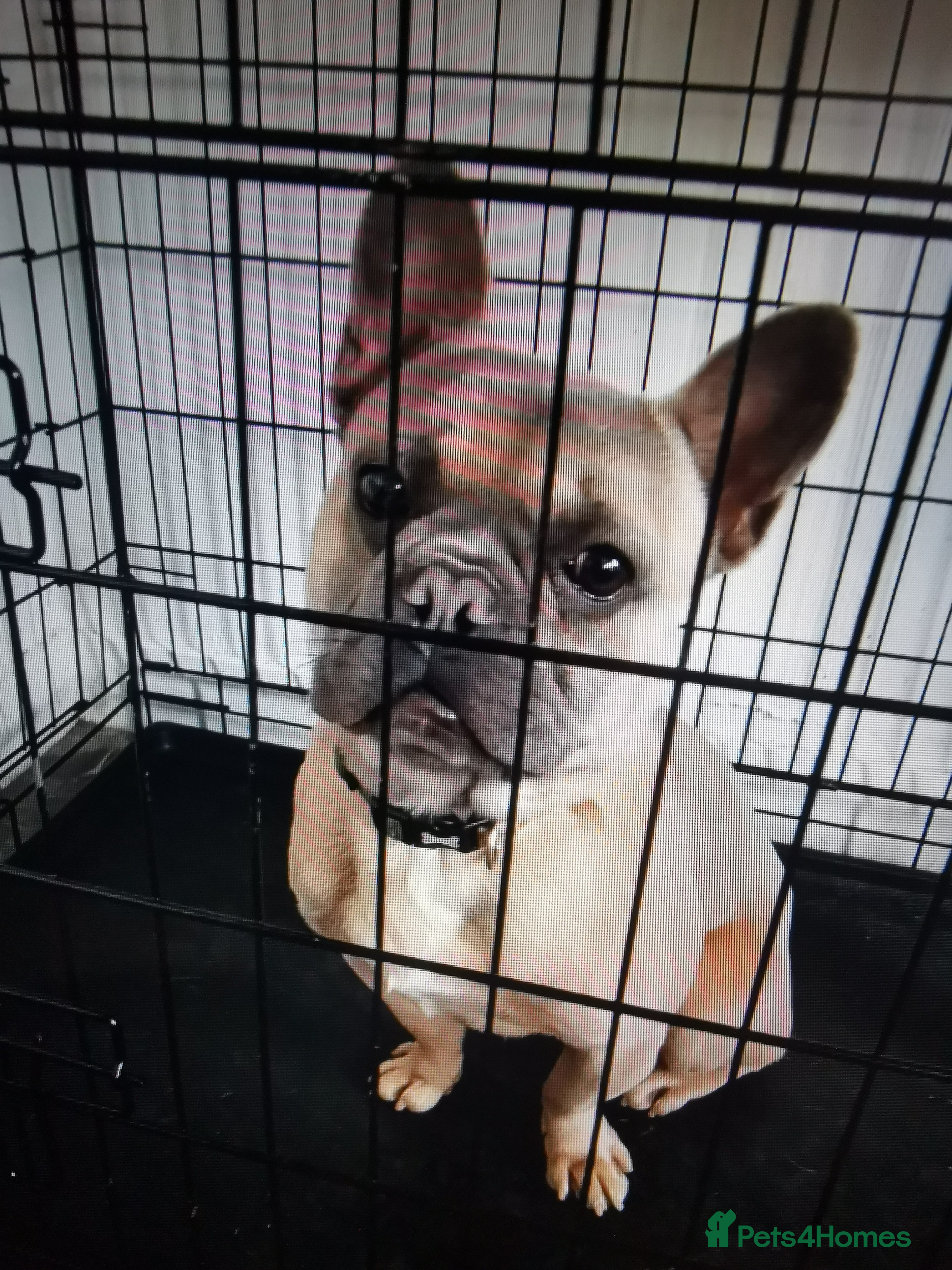 French Bulldog dogs French bulldog  - Advert 14