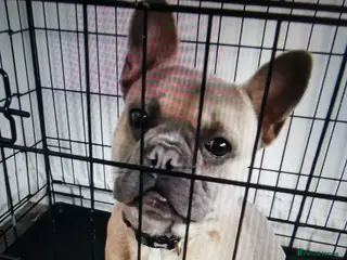 French Bulldog dogs French bulldog - Advert 14