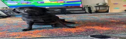 Labrador Retriever dogs for sale: 5yr old Female Labrador  - Advert 2