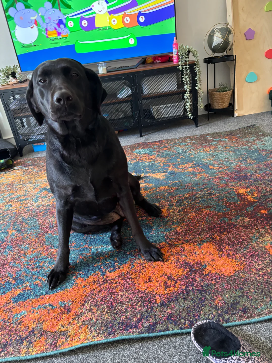 Labrador Retriever dogs for sale: 5yr old Female Labrador  - Advert 2