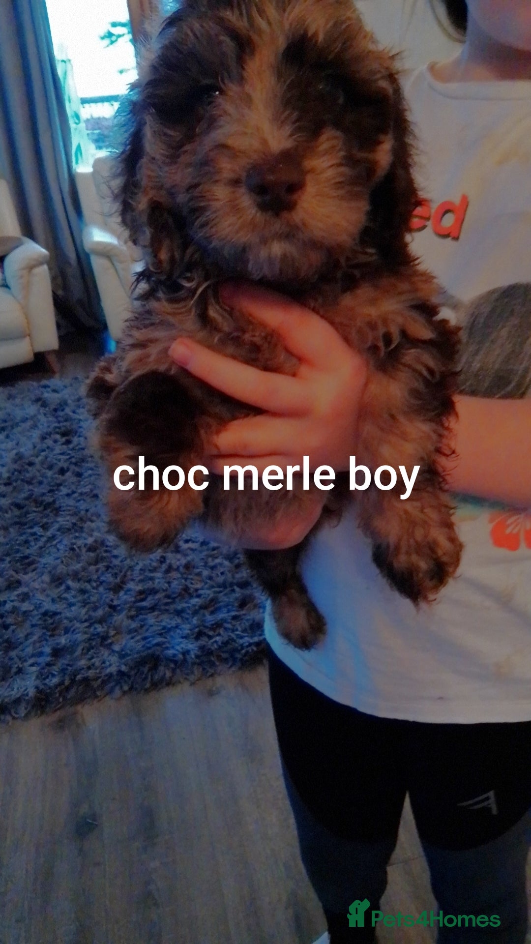 Cockapoo dogs for sale:  merles & chocolate & black Cockapoo puppies - Advert 1