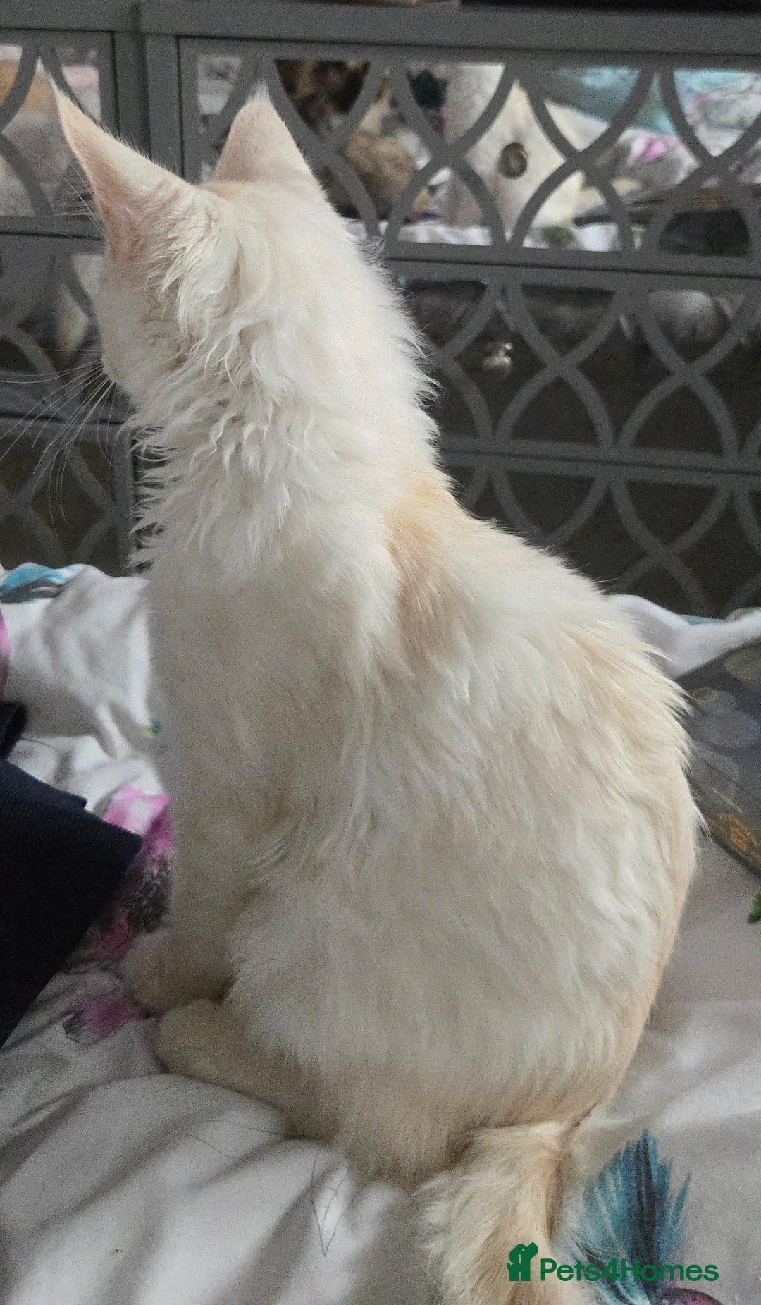 Maine Coon cats for sale: TICA REGISTERED PEDIGREE MAINE COON KITTEN'S  - Image 5