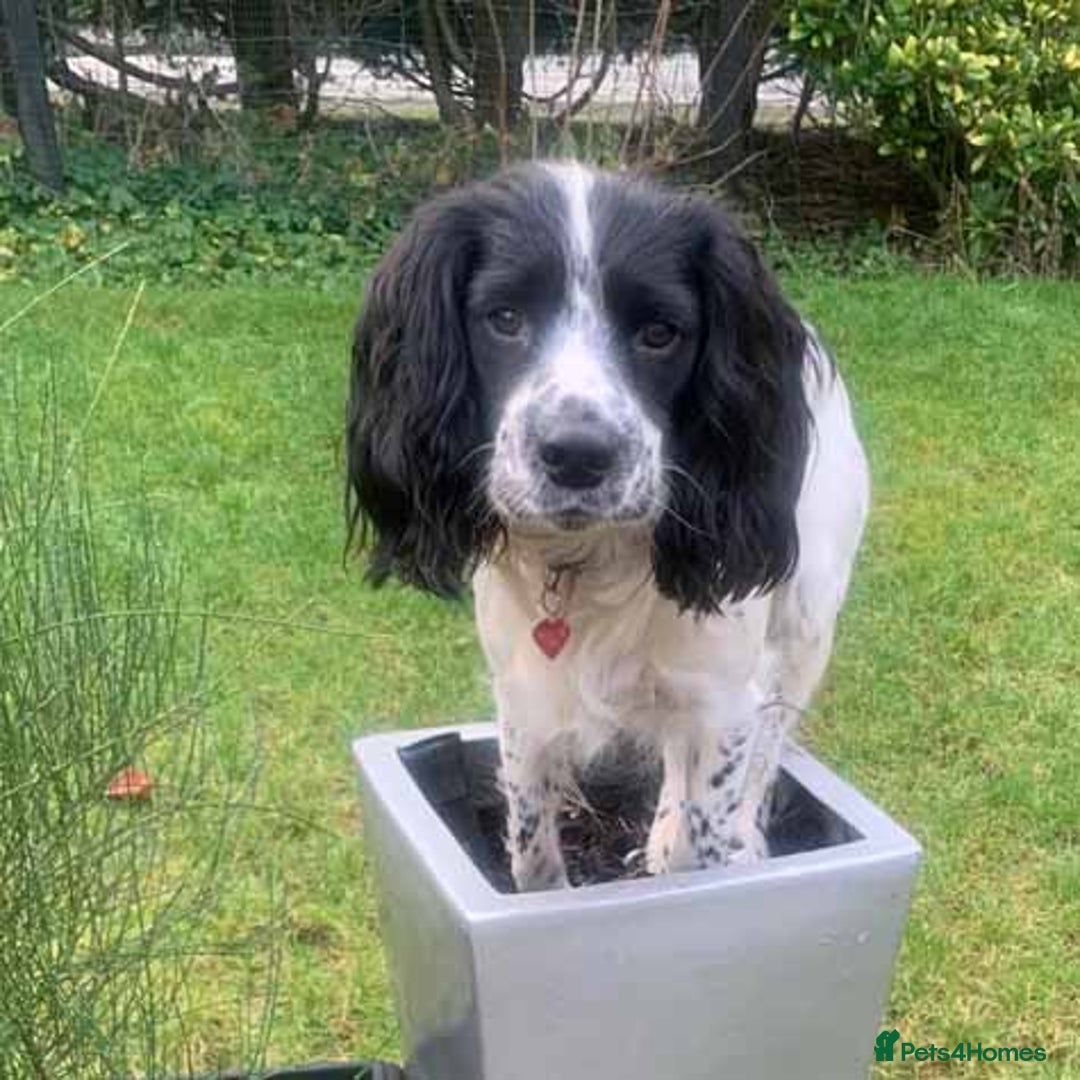 Bocker dogs for sale: Cocker spaniel x beagle pup  - Advert 6