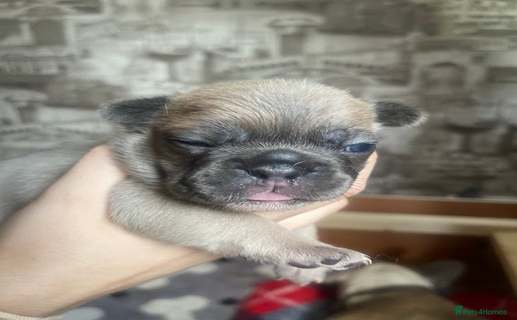 French Bulldog dogs - Advert 6