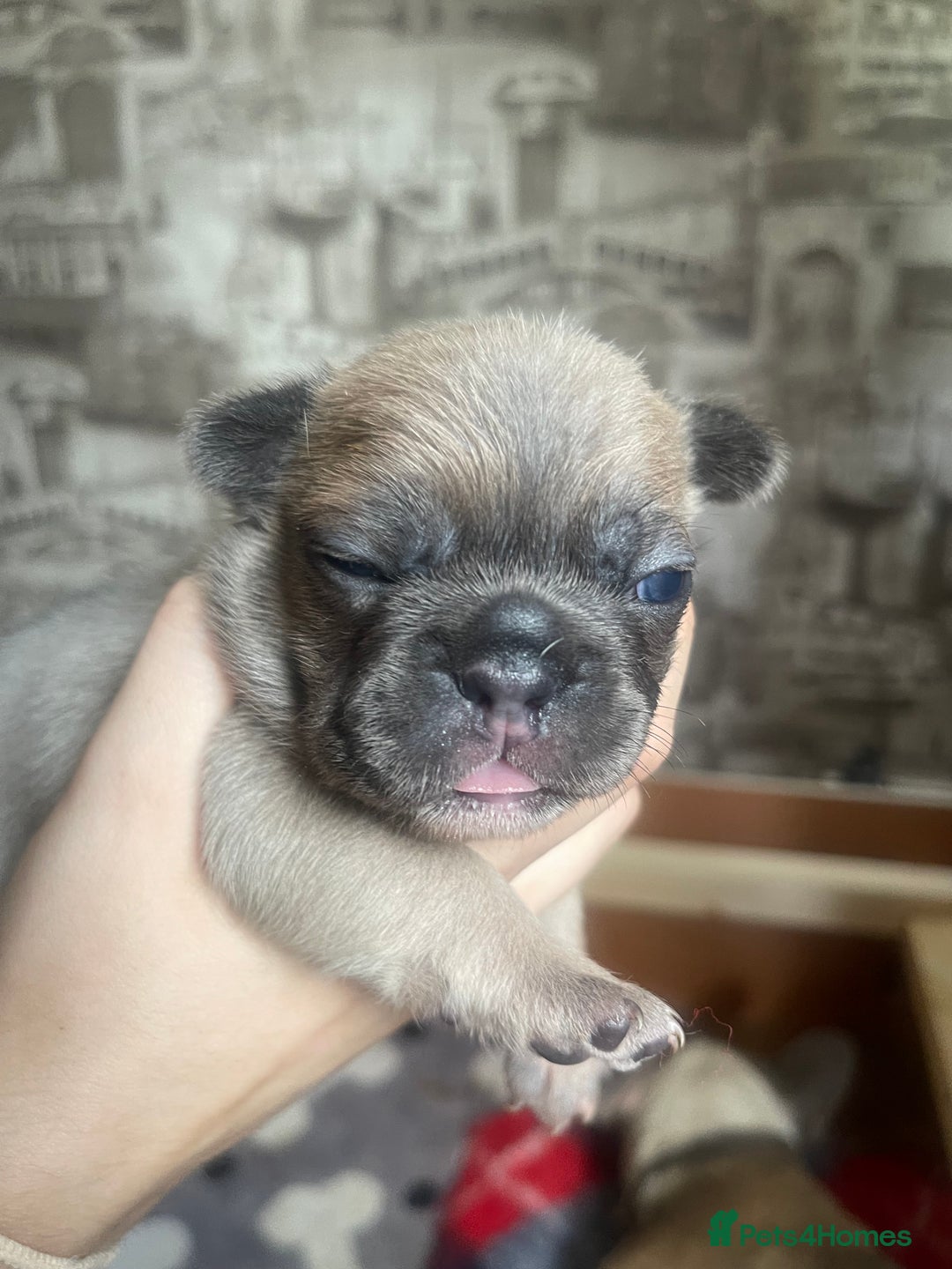 French Bulldog dogs for sale: French bulldog - Image 1