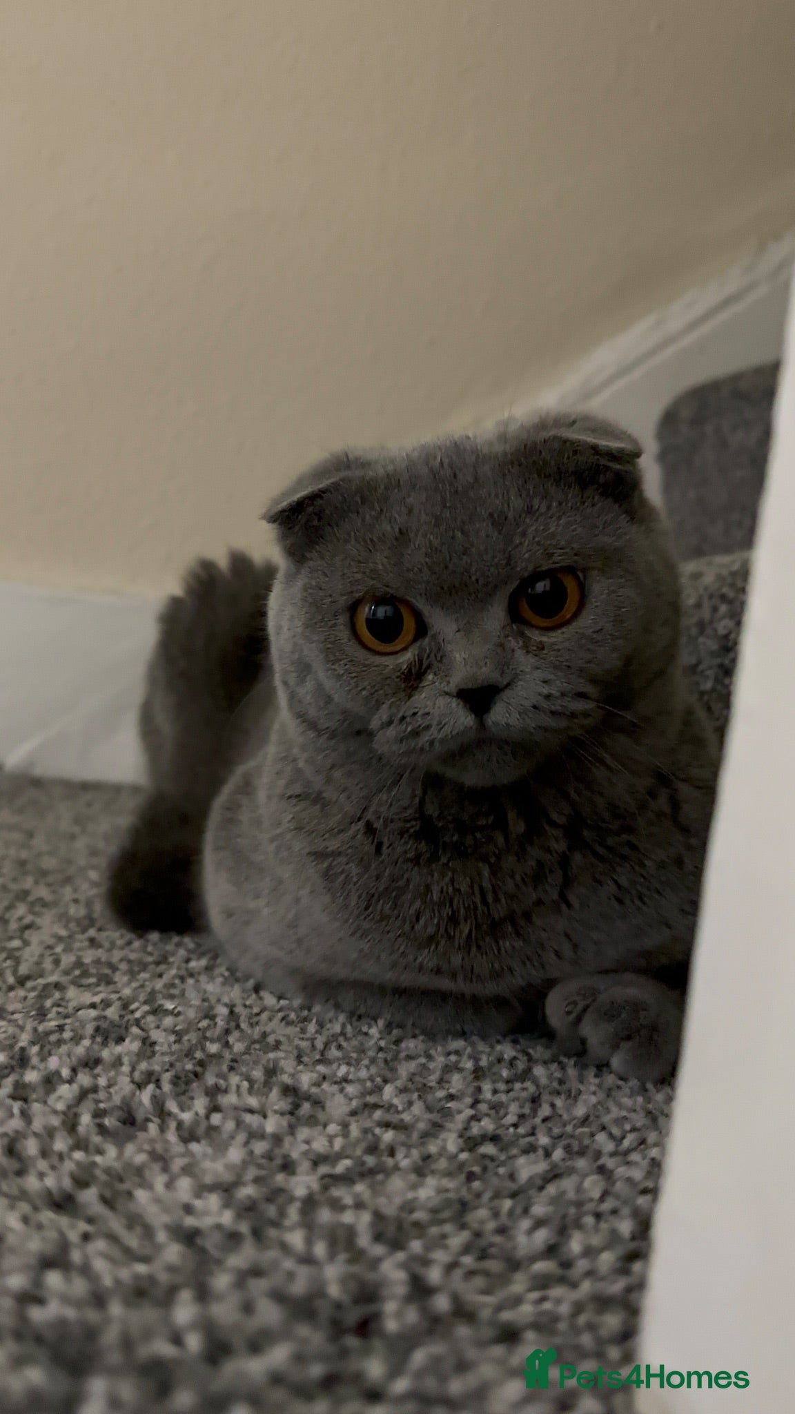 British Shorthair cats 🐾 3 adorable kittens looking for loving homes! 🐾 - Advert 5