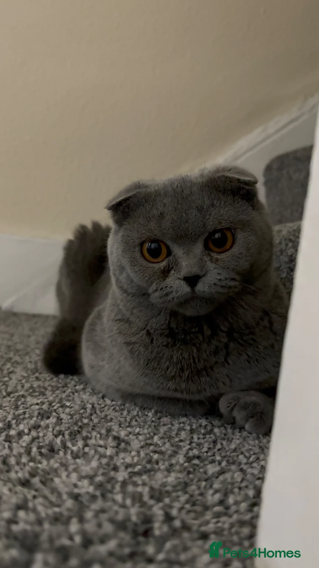 British Shorthair cats for sale: 🐾 3 adorable kittens looking for loving homes! 🐾 - Advert 1