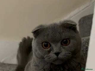 British Shorthair cats 🐾 3 adorable kittens looking for loving homes! 🐾 - Advert 3