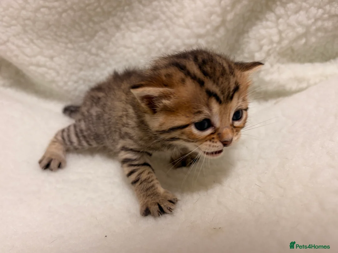 Bengal cats for sale: Bengal kittens - Advert 2