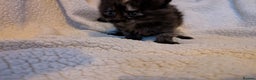Maine Coon cats for sale: 6 Beautiful main coon kittens - Advert 22