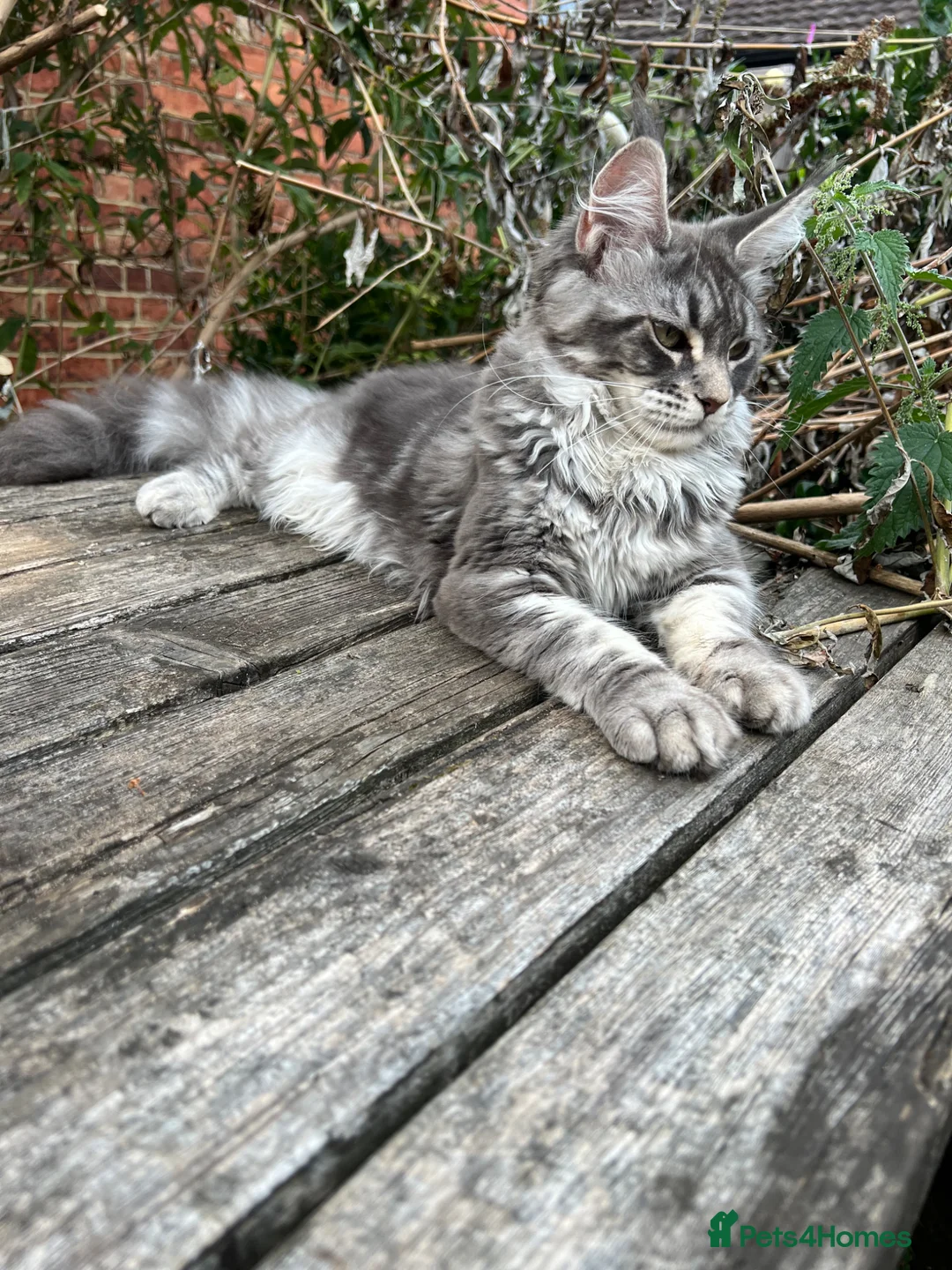 Maine Coon cats for sale: Active Maine Coon Blue Tabby Female - Advert 2