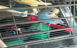 Budgerigars birds for sale: 6 baby budgies for sale  - Image 9