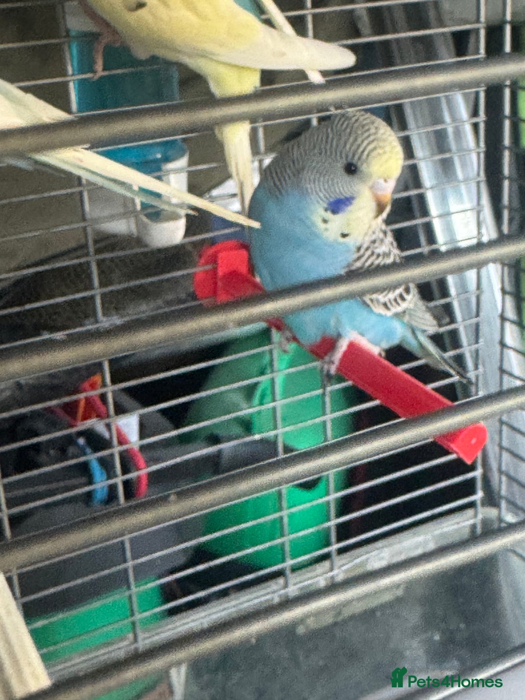 Budgerigars birds for sale: 6 baby budgies for sale  - Image 9