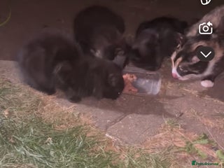 Domestic Shorthair cats - Advert 35