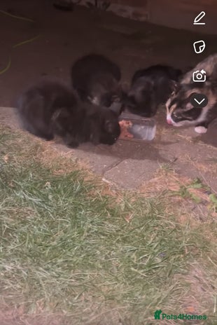 Domestic Shorthair cats - Advert 12