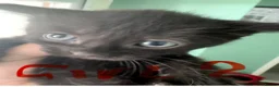 Mixed Breed cats for sale: Beautiful Fluffy Kittens  - Advert 11