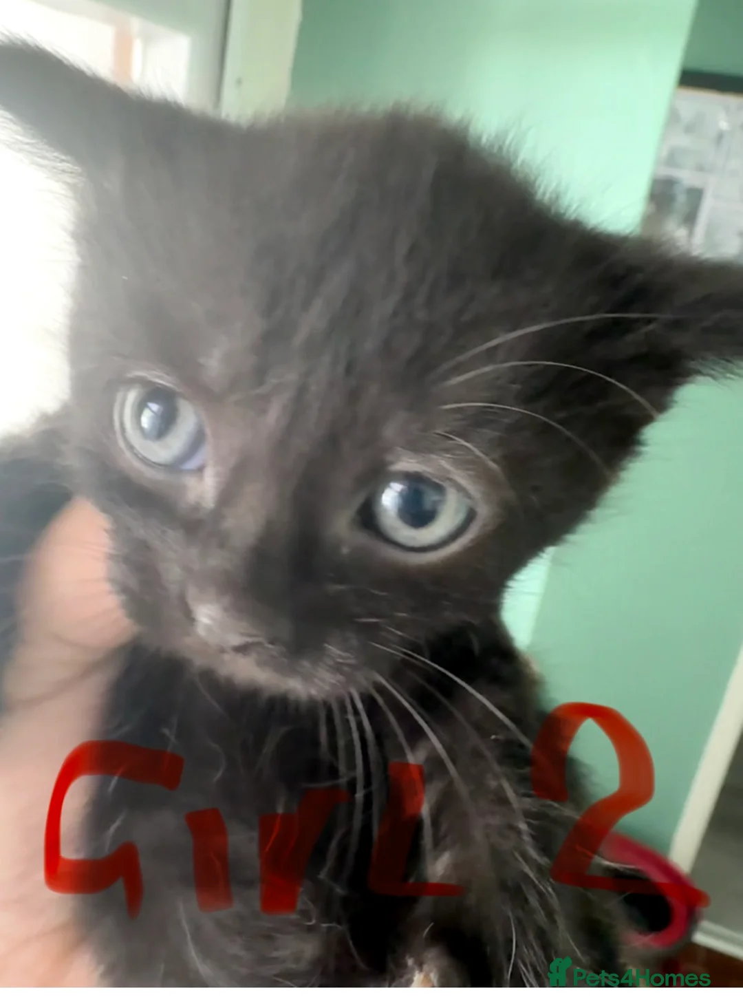 Mixed Breed cats for sale: Beautiful Fluffy Kittens  - Advert 11