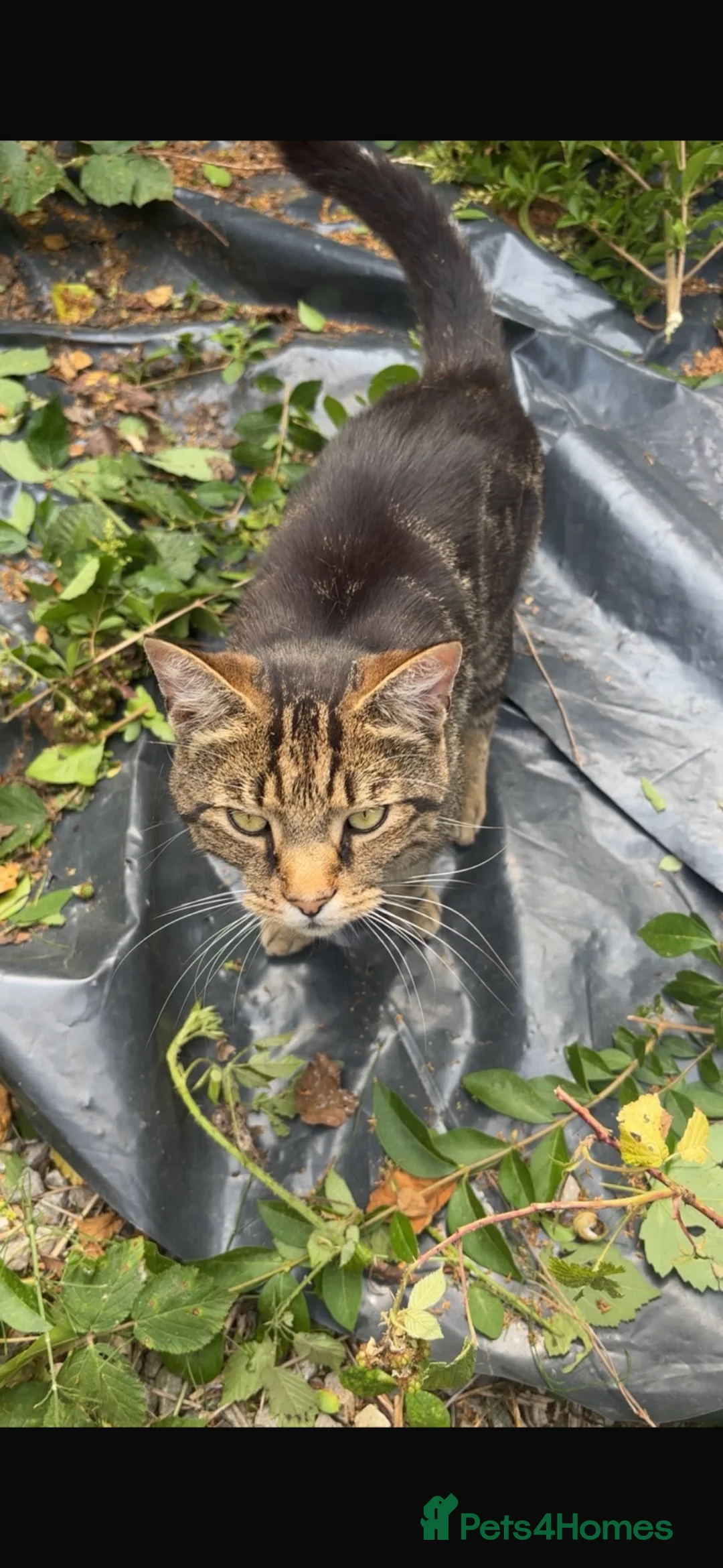 Mixed Breed cats for sale: Mr eddie  - Advert 2