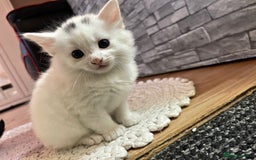 Turkish Angora cats for sale: Turkish angora white kitten  - Image 2