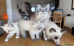 Ragdoll cats for sale: Ragdoll Kittens for Sale - Image 35