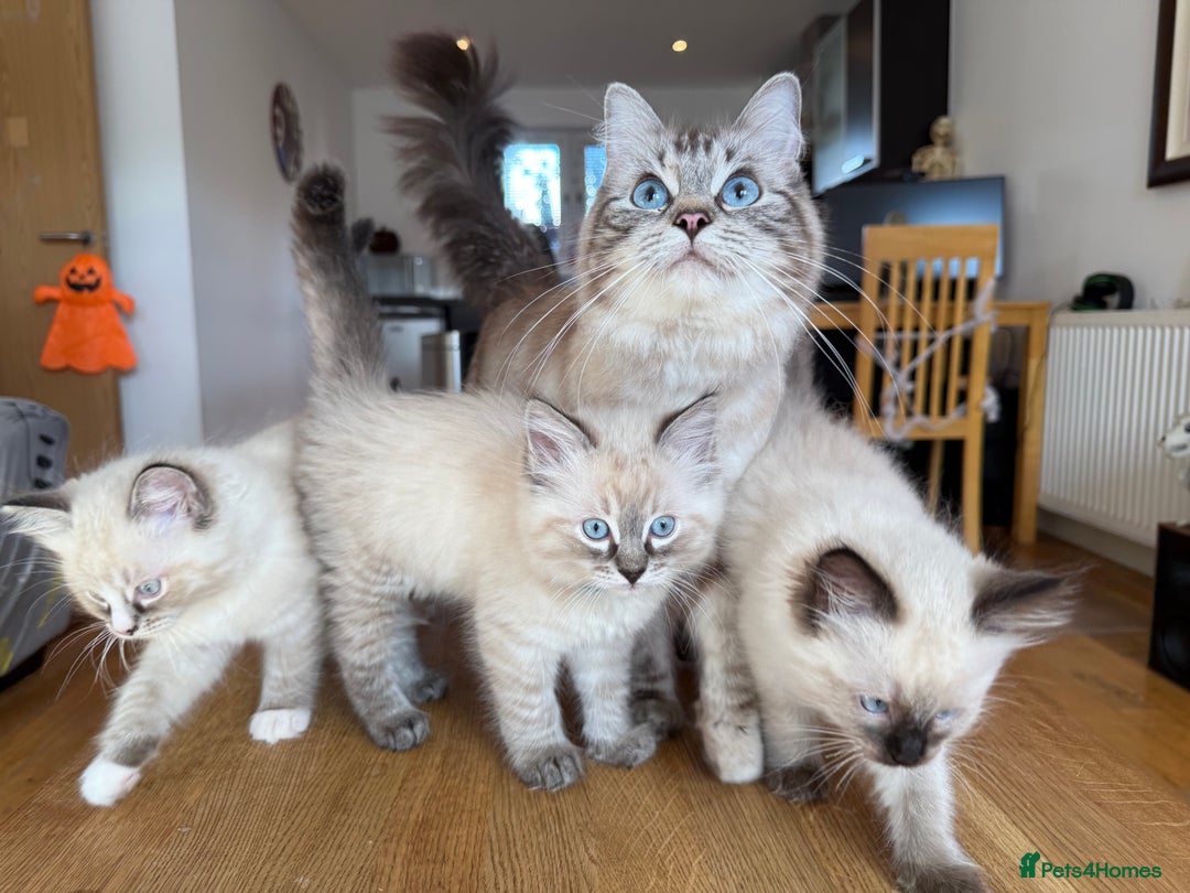 Ragdoll cats for sale: Ragdoll Kittens for Sale - Image 35