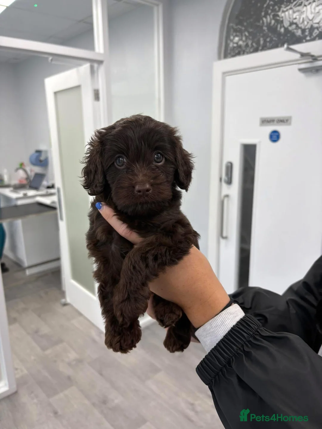 Cavapoo dogs for stud: Proven Black Cavapoo Stud- DNA Health tested  - Advert 8