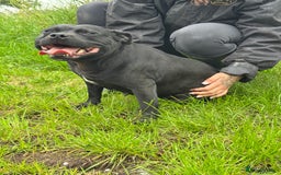 Staffordshire Bull Terrier dogs for sale: Quality Black to blue Staffordshire bull terrier - Image 15