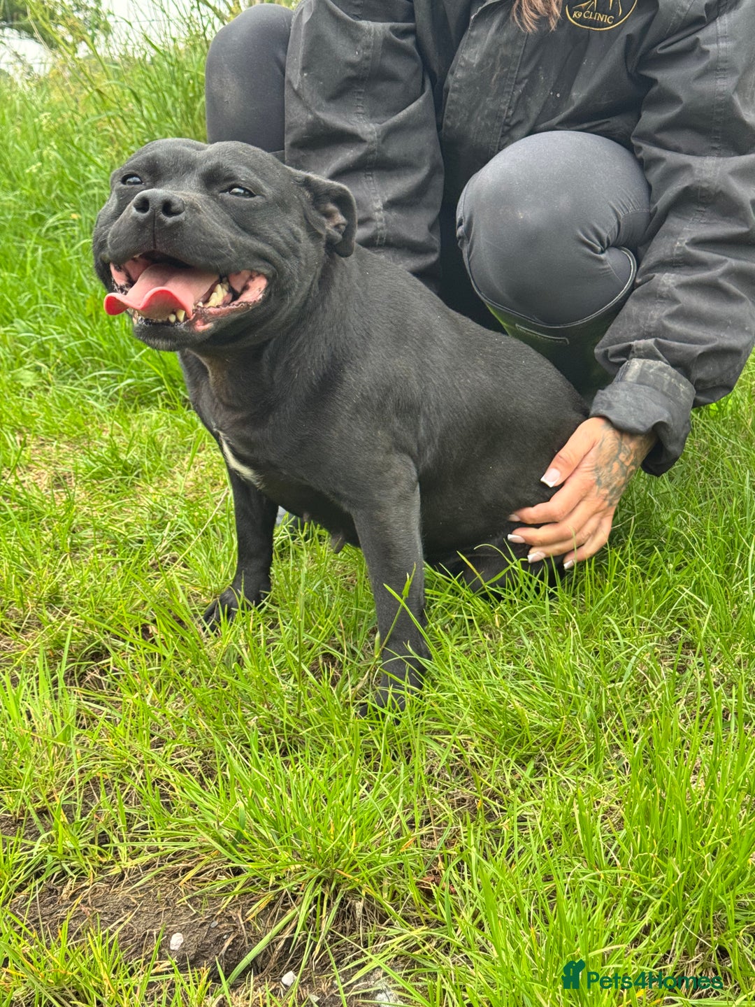 Staffordshire Bull Terrier dogs for sale: Quality Black to blue Staffordshire bull terrier - Image 15