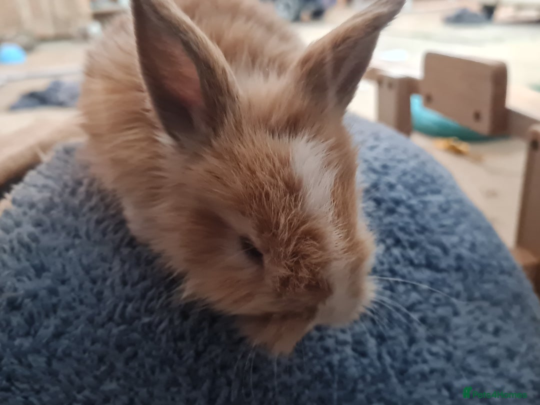 Lionhead rabbits for sale: Three kits - Advert 11